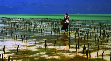 Bringing in fisheries along the road from Paris to Marrakech COP-22